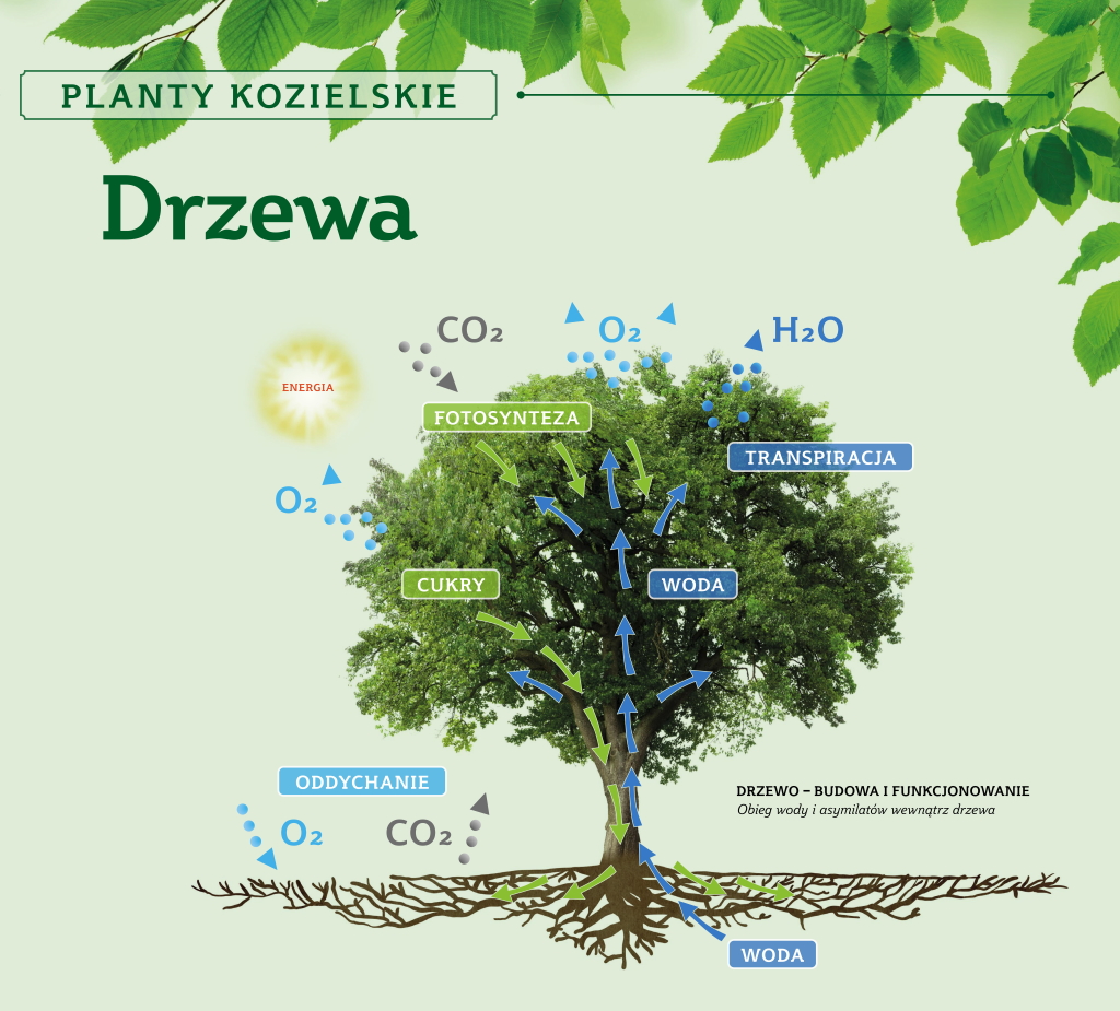 Planty Kozielskie – interaktywna ścieżka przyrodniczo-edukacyjna » Drzewa1-1