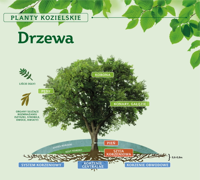 Planty Kozielskie – interaktywna ścieżka przyrodniczo-edukacyjna » Drzewa2-1