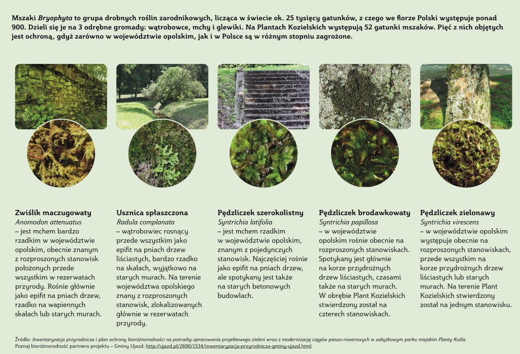 Planty Kozielskie – interaktywna ścieżka przyrodniczo-edukacyjna » Mszaki i grzyby-2