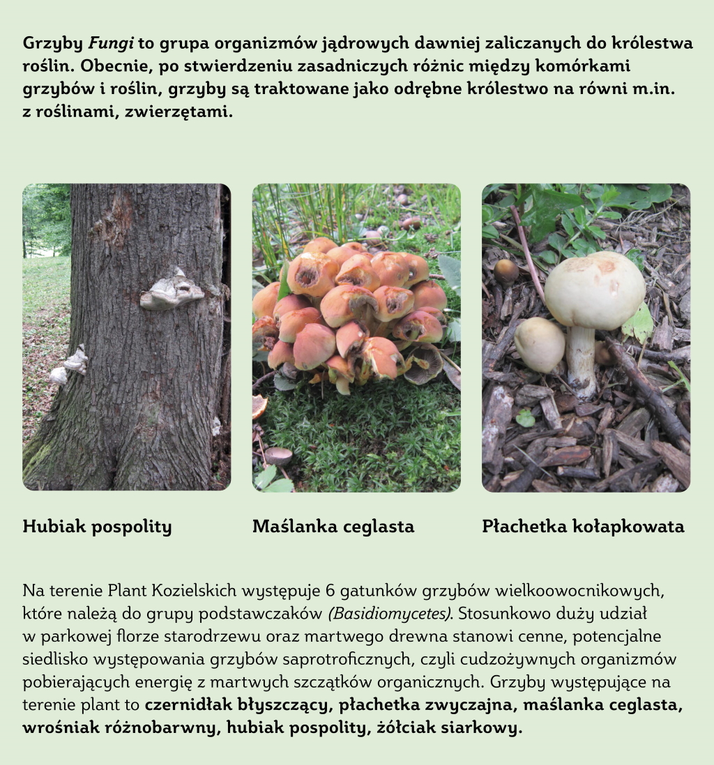 Planty Kozielskie – interaktywna ścieżka przyrodniczo-edukacyjna » Mszaki i grzyby-3