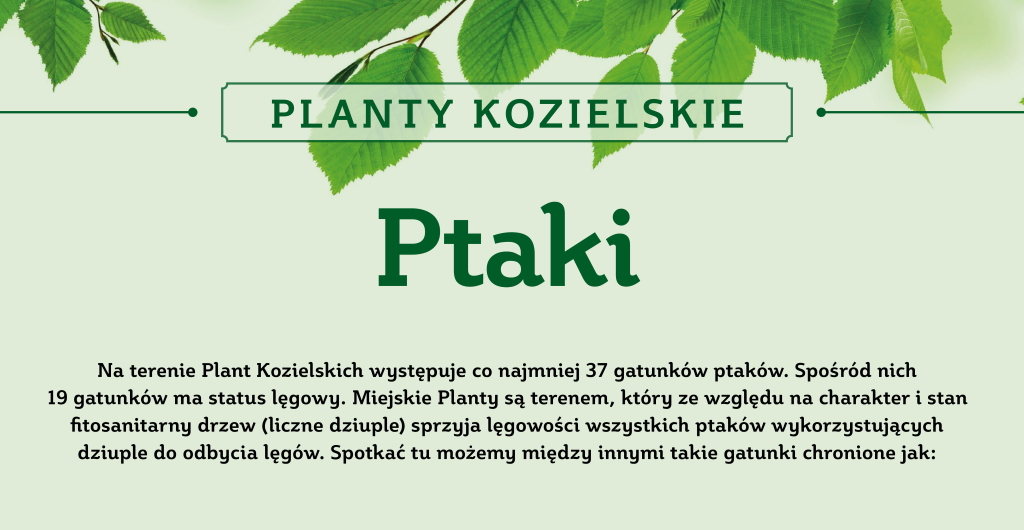 Planty Kozielskie – interaktywna ścieżka przyrodniczo-edukacyjna » Ptaki-1