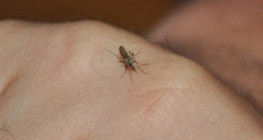 Miasto wypowiada wojnę komarom 