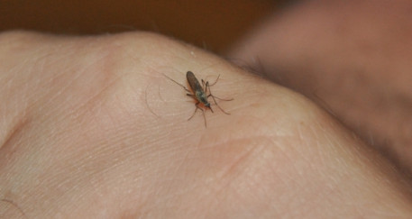 Komary mogą się bać
